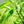 Harvia Sauna Aroma Eucalyptus 5 L Harvia Eucalyptus_960f65b7-e9ab-484f-ac22-ac243e4178fe.jpg