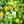 Load image into Gallery viewer, Harvia Sauna Aroma Citrus 500 Ml Harvia Lemon.jpg
