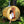 Load image into Gallery viewer, Almost Heaven Sauna Seneca 6 Person Classic Barrel Sauna Fir,Rustic Cedar,Onyx - Stained Southern Pine Almost Heaven Sauna Senecca_7826_AH_Sitecopy_110x110_2x_jpg.webp
