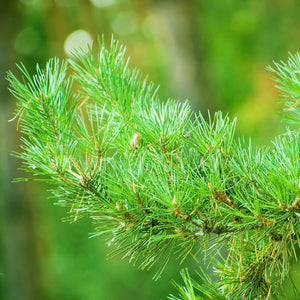 Harvia Sauna Aroma Pine 400 Ml Harvia tall.jpg